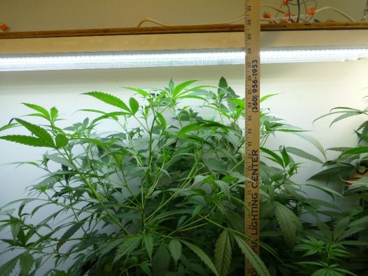 Apache T8 LED's - in the (photo) flesh