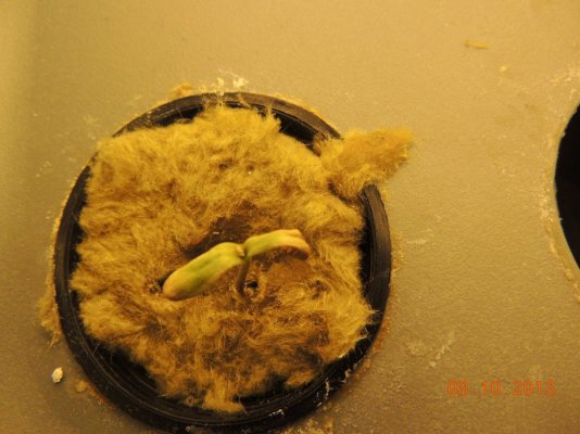 first-grow-ever-9.jpg