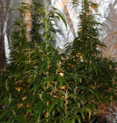 White Widow X God's Gift OG 1st gen. seeds home breed