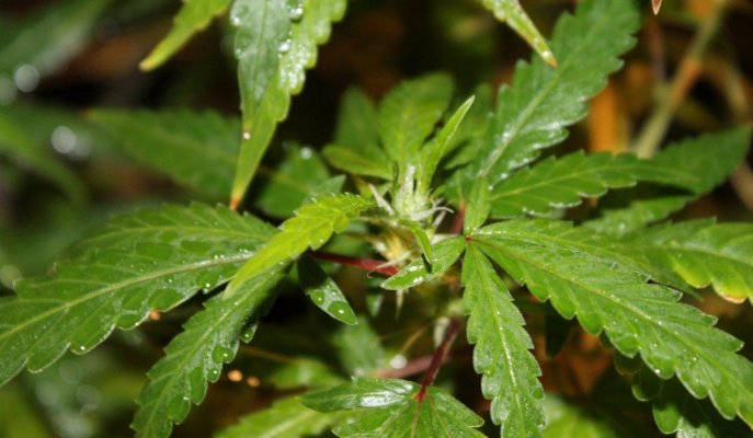 White Widow will not flower!