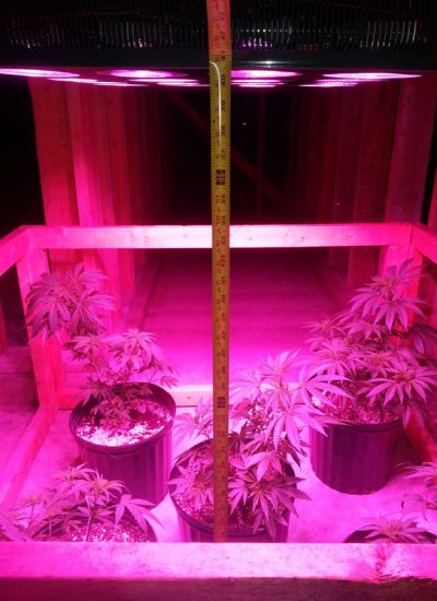 G2 800w parmaxx parabolic refraction integrated full spectrum led grow light   4x4 crawlspace  3