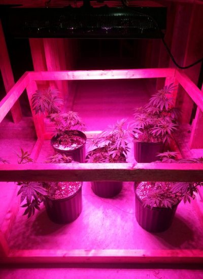 G2 800w parmaxx parabolic refraction integrated full spectrum led grow light   4x4 crawlspace  6