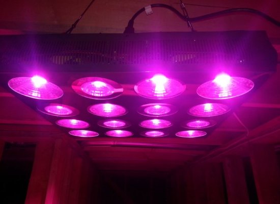 G2 800w parmaxx parabolic refraction integrated full spectrum led grow light   4x4 crawlspace  7