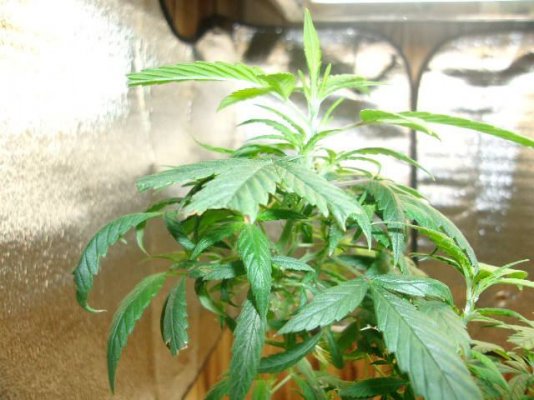 4 weeks in flower,no light leak but no bud?????