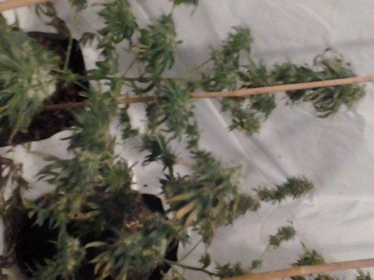 6 weeks in flowering