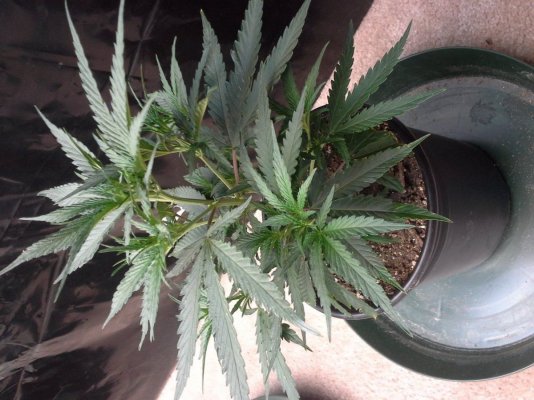 Ghetto grow