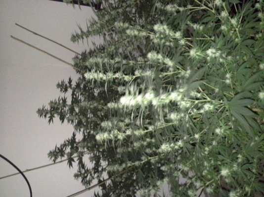 Ghetto grow