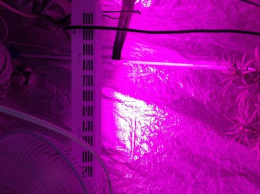 my-first-grow-newb-needs-help-2.jpg