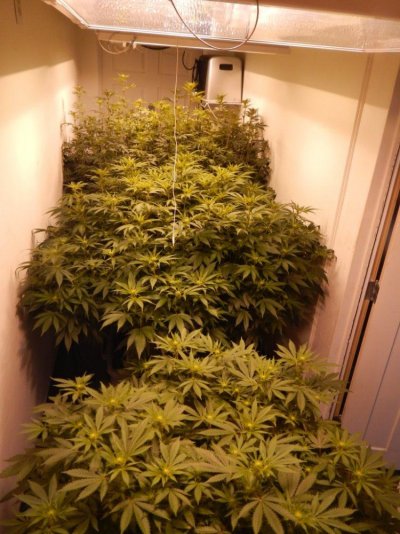 "keeping it real while keeping it safe" Legal Trees
