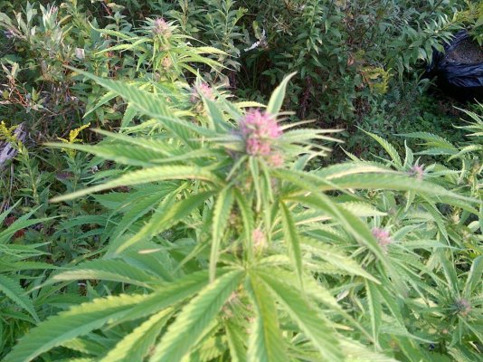 outdoor guerilla south east canada summer flowers! (pics) what week am i in??