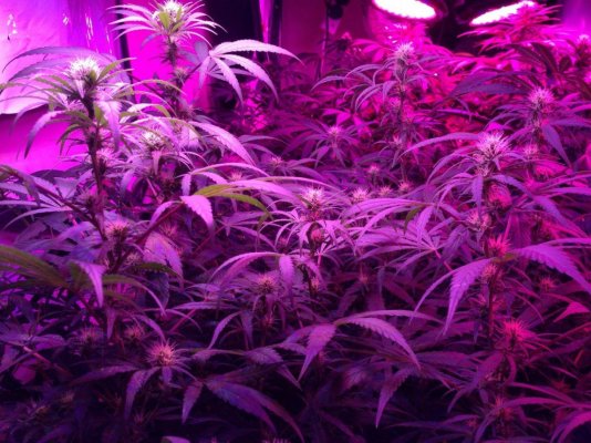 Why I like LED