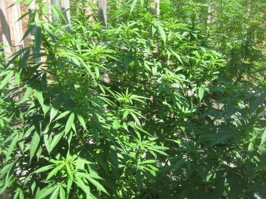 L.S.D.  Done my way, HIgh, hiGH yield.  pics
