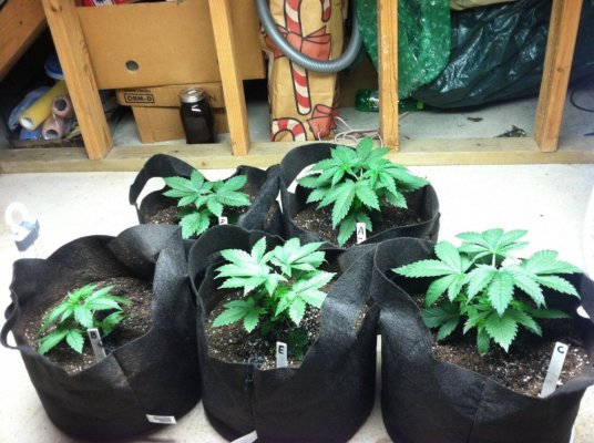ssog-day-23veg.jpg
