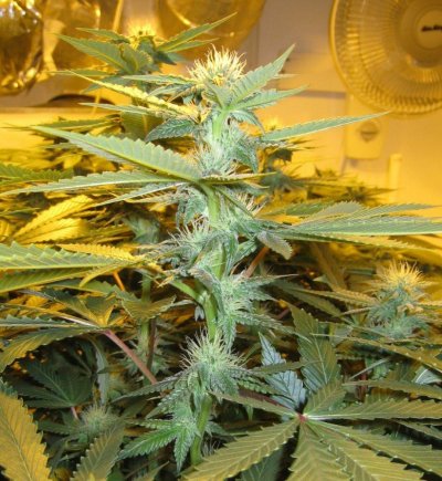 Meeks' 2013 Dapper Grow Log