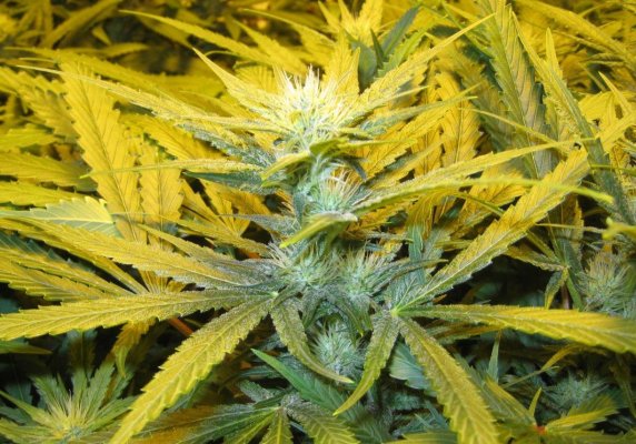 Meeks' 2013 Dapper Grow Log