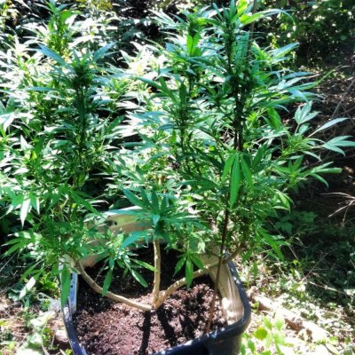 Blue uprising all organic