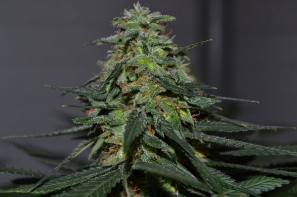 Alien Genetics Photos