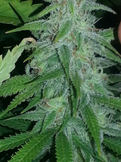 Haggards 4x4 tent grow