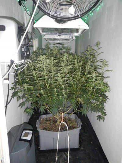 "keeping it real while keeping it safe" Legal Trees