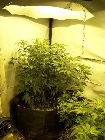 4k X 11 Avalanche ~Snowdawg x chemsister N random shizzz!!!
