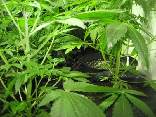 Green Crack Pollen Project #1: X Miss U Jack, Super Hero Haze, Silver Kush, RegBeans cntd: