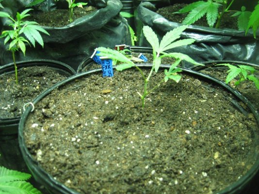 Green Crack Pollen Project #1: X Miss U Jack, Super Hero Haze, Silver Kush, RegBeans cntd: