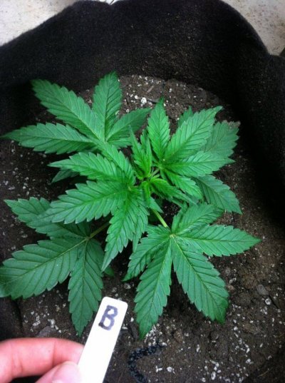 B24dayveg.JPG