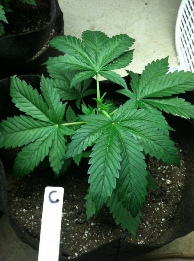 C24dayveg.JPG
