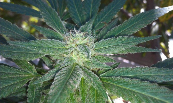 Outdoor Nightfire Og