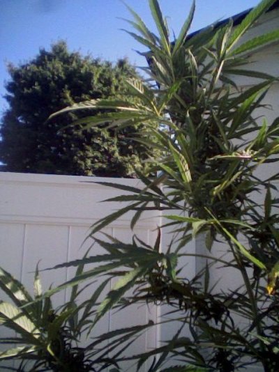 Cropping advice