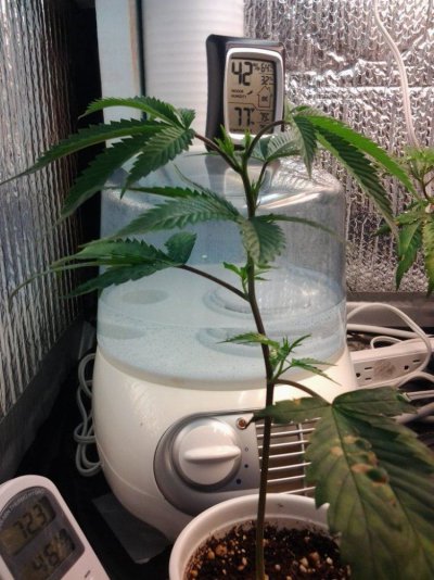 Babygirl day 10jpg