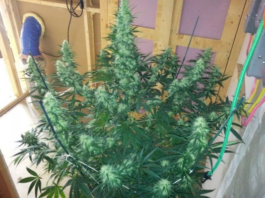 Lemon Larry OG Kush