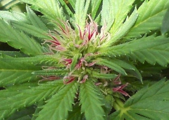 RJD flower 2.JPG