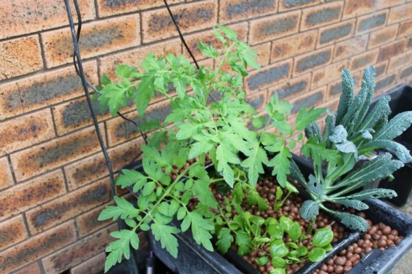 Aquaponics - Let fish be your Nutrient!