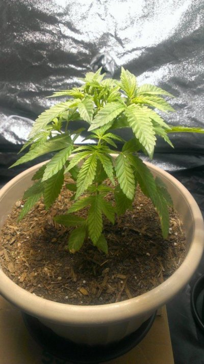 Need A Bit Of Advice