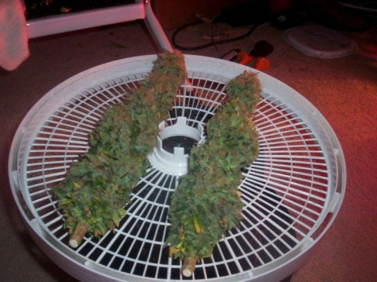 HARVEST 015.JPG