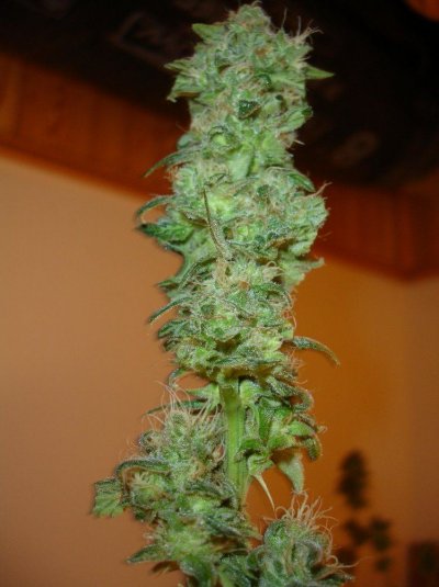 first grow in 15  or so years 117.jpg