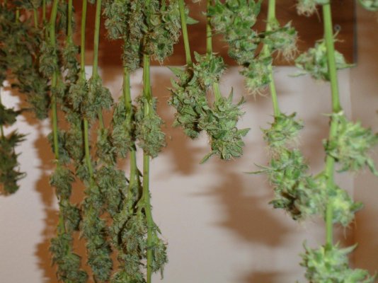 first grow in 15  or so years 122.jpg