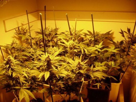 mysterybud 001.jpg