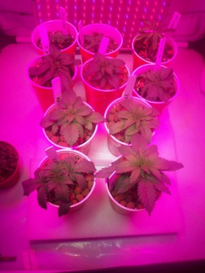 seedlings 002.JPG