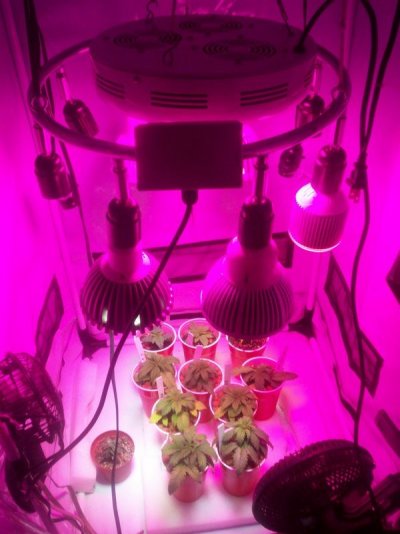 led/hps grow-mixed strains