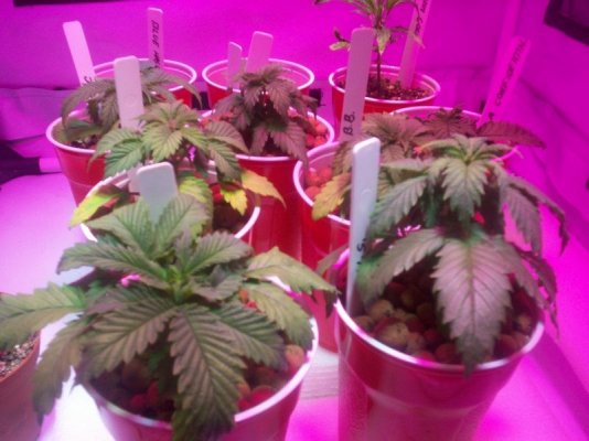 led/hps grow-mixed strains