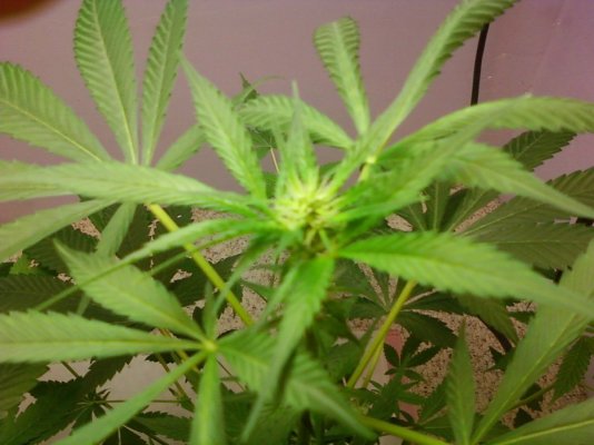 my-plants-arent-growing-as-well-as-i-would-like-3.jpg