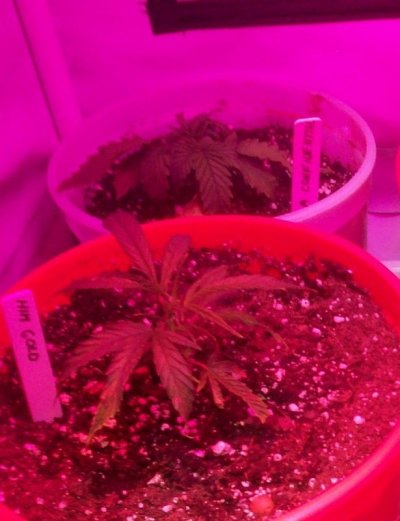 led/hps grow-mixed strains