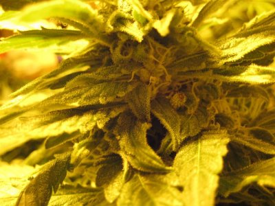Bigger is always better!!:bong-hits: