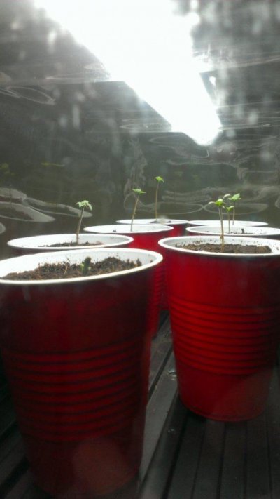 first-time-grow-cemo--a-stranger.jpg
