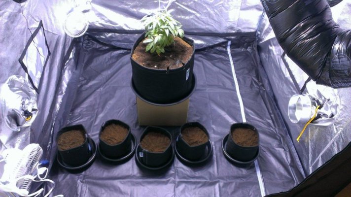 first-time-grow-cemo--a-stranger-3.jpg