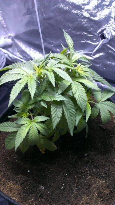 first-time-grow-cemo--a-stranger-4.jpg