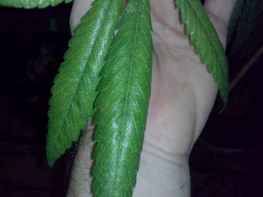 CAM00271.jpg