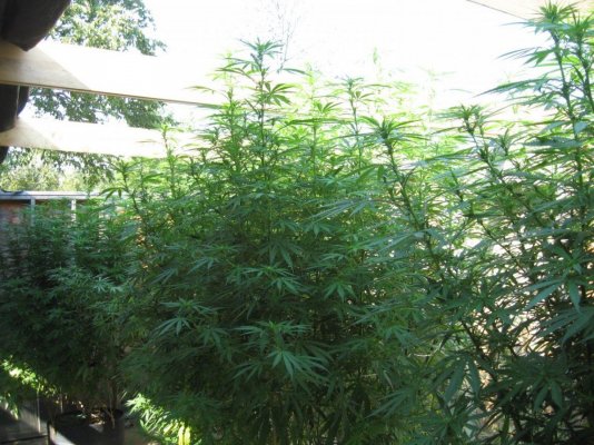 tangerine dream. seed 2.24.topped 4.12, soil 4.20.clnd.pics -results.cntd